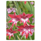 Rot und Weiß Gladiolas Sommer botanisch Klemmbrett (Rückseite)