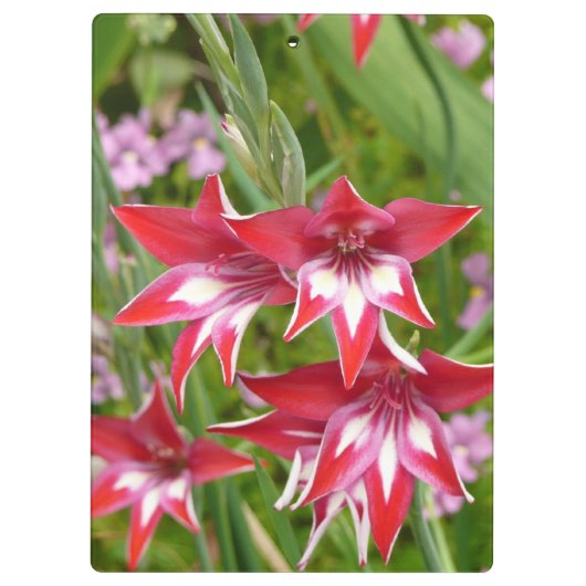 Rot und Weiß Gladiolas Sommer botanisch Klemmbrett (Rückseite)