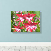 Rot und Weiß Gladiolas Sommer botanisch Leinwanddruck (Insitu (Holzboden))
