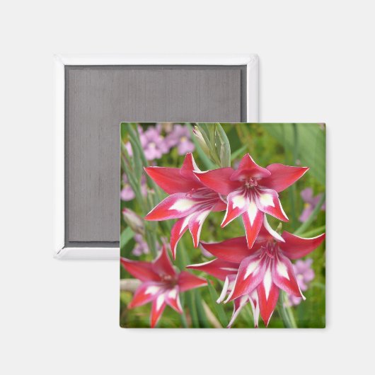 Rot und Weiß Gladiolas Sommer botanisch Magnet (Vorderseite/Rückseite)