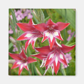 Rot und Weiß Gladiolas Sommer botanisch Magnet (Vorne)