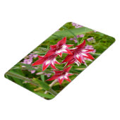 Rot und Weiß Gladiolas Sommer botanisch Magnet (Linke Seite)