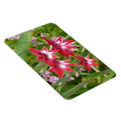 Rot und Weiß Gladiolas Sommer botanisch Magnet (Rechte Seite)
