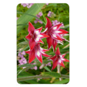 Rot und Weiß Gladiolas Sommer botanisch Magnet (Vertikal)