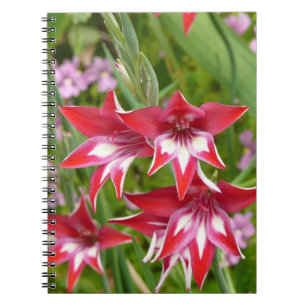 Rot und Weiß Gladiolas Sommer botanisch Notizblock