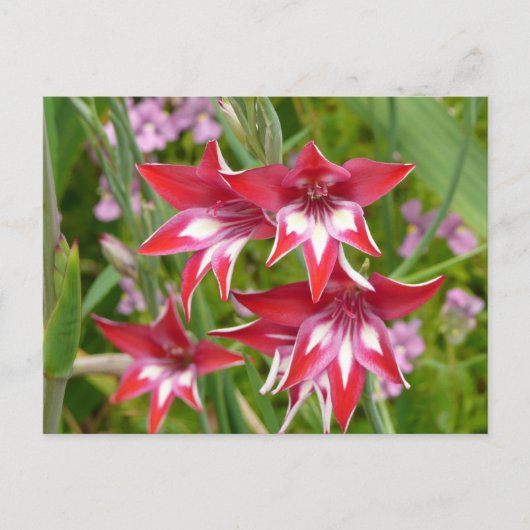 Rot und Weiß Gladiolas Sommer botanisch Postkarte (Vorderseite)