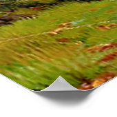 Rot und Weiß Hirsche in der Nähe eines Waldteiches Poster (Ecke)