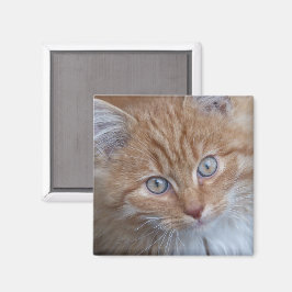 Rot und Weiß, langhaarig, Tabby-Katze-Gesicht Magnet