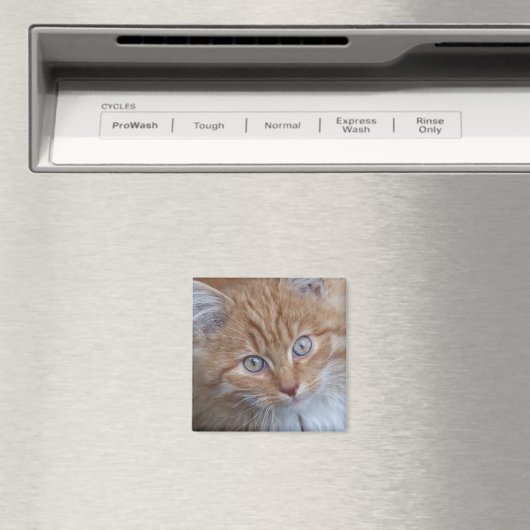 Rot und Weiß, langhaarig, Tabby-Katze-Gesicht Magnet (In Situ (Geschirrspüler))