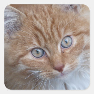 Rot und Weiß, langhaarig, Tabby-Katze-Gesicht Quadratischer Aufkleber
