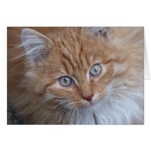 Rot und Weiß, langhaarig, Tabby-Katzen-Gesicht