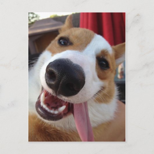 Rot und Weiß Pembroke Welsh Corgi Postkarte (Vorderseite)