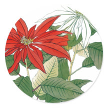 Rot und Weiß Poinsettias Rundsticker