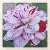 Rot und Weiß variierte Dahlia Bloom Bloral Glasuntersetzer (Vorderseite)