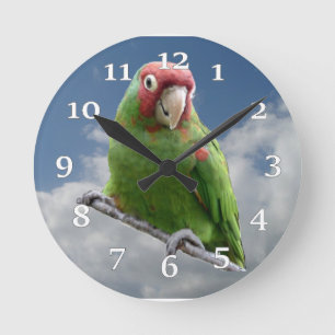 Rot verdeckte Parakeet-Wanduhr Runde Wanduhr