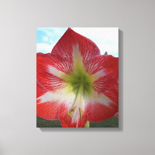 Rot-Weiß-Amaryllis-Blume gegen Himmel Leinwanddruck (Vorderseite)