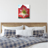 Rot-Weiß-Amaryllis-Blume gegen Himmel Leinwanddruck (Insitu (Schlafzimmer))