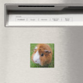 Rot-Weiß-Guinea, Langhaar-Schweinegrippe im Gras Magnet (In Situ (Geschirrspüler))