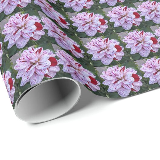 Rot-Weiß-Muster des Dahlia-Blumenmusters Geschenkpapier (Rolleneckpunkt)