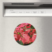 Rot-Weiß-Poinsettias-Magnet Magnet (In Situ (Geschirrspüler))