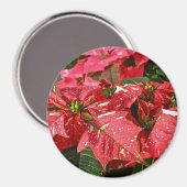 Rot-Weiß-Poinsettias-Magnet Magnet (Vorderseite/Rückseite)