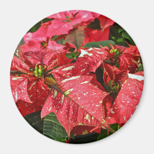 Rot-Weiß-Poinsettias-Magnet Magnet
