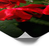 Rot-Weiß-Rose Poster (Ecke)