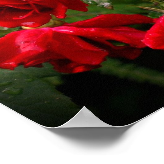 Rot-Weiß-Rose Poster (Ecke)