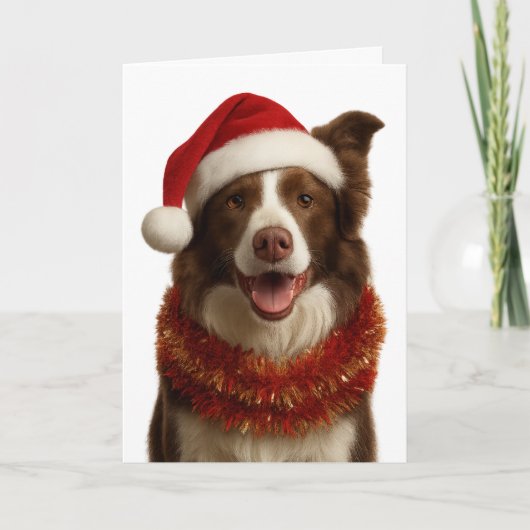 Rot-weiße Border Collie-Weihnachtskarte Karte (Vorderseite)