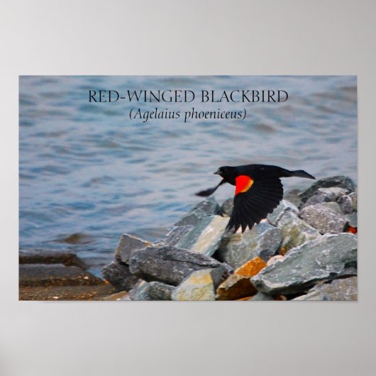 ROT-WINGED BLACKBIRD - Plakat / Druck (Vorne)