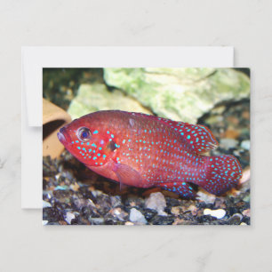 Rotafrikanischer Juwelier Postkarte