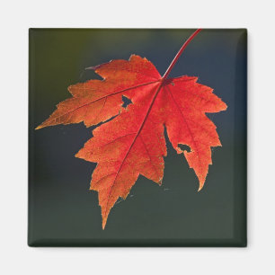 Rotahorn-Ahorn (Acer rubrum) rotes Blatt im Herbst Magnet