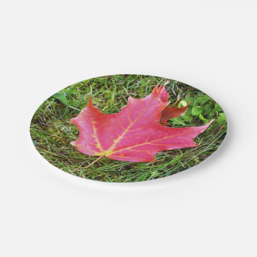 Rotahorn-Blatt auf Gras Pappteller (Schrägansicht)