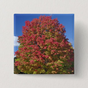 Rotapfelbaum in den Herbstfarben, in der Nähe von Button