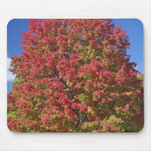 Rotapfelbaum in den Herbstfarben, in der Nähe von Mousepad (Vorne)