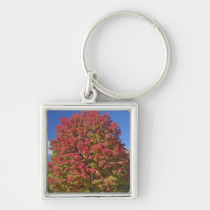 Rotapfelbaum in den Herbstfarben, in der Nähe von Schlüsselanhänger