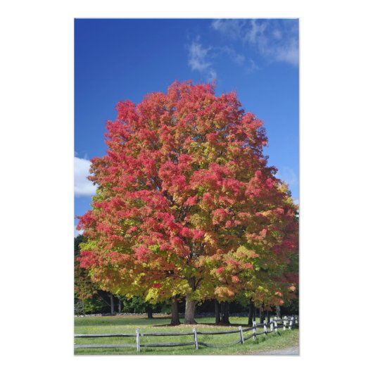 Rotapfelbaum in Herbstfarben, in der Nähe von Conc Fotodruck (Vorne)