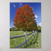 Rotapfelbaum in Herbstfarben, in der Nähe von Conc Poster (Vorne)