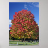Rotapfelbaum in Herbstfarben, in der Nähe von Conc Poster (Vorne)