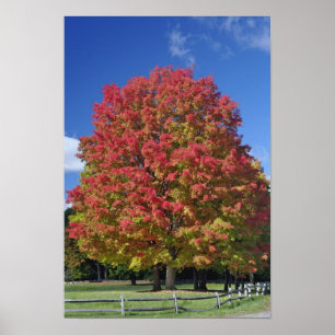 Rotapfelbaum in Herbstfarben, in der Nähe von Conc Poster