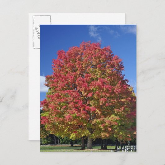 Rotapfelbaum in Herbstfarben, in der Nähe von Conc Postkarte (Vorne/Hinten)