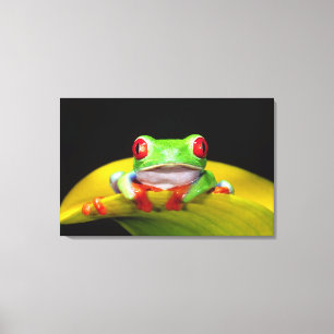 Rotaug-Laubfrosch, Agalychinis callidryas, Einheim Leinwanddruck