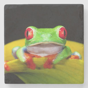 Rotaug-Laubfrosch, Agalychinis callidryas, Einheim Steinuntersetzer