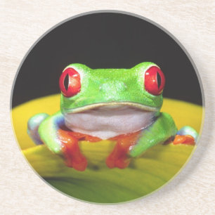 Rotaug-Laubfrosch, Agalychinis callidryas, Einheim Untersetzer