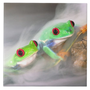 Rotaug-Laubfrosch im Nebel, Agalychinis 2 Fliese