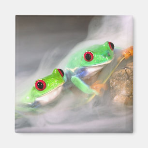 Rotaug-Laubfrosch im Nebel, Agalychinis 2 Magnet