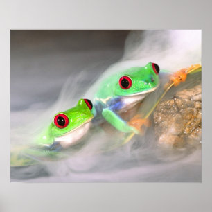 Rotaug-Laubfrosch im Nebel, Agalychinis 2 Poster