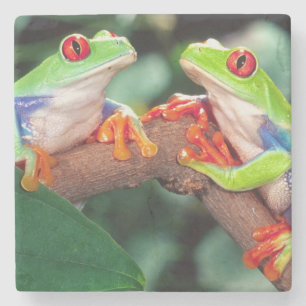 Rotaug-Laubfrosch-Paar, Agalychinis callidryas, Steinuntersetzer