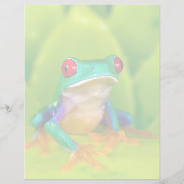 Rotaugelaubfrosch, Costa Rica (Vorderseite)