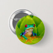 Rotaugelaubfrosch, Costa Rica Button (Vorne & Hinten)